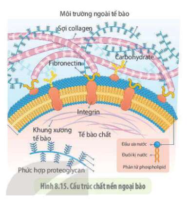 Lý thuyết Sinh học 10 Bài 8 (Cánh diều): Cấu trúc của tế bào nhân thực (ảnh 3)