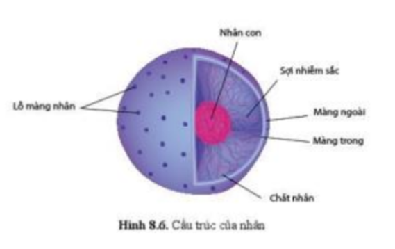 Lý thuyết Sinh học 10 Bài 8 (Cánh diều): Cấu trúc của tế bào nhân thực (ảnh 5)