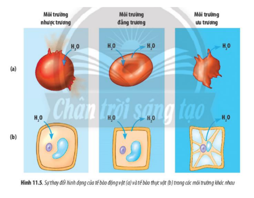 Lý thuyết Sinh học 10 Bài 9 (Cánh diều): Trao đổi chất qua màng sinh chất (ảnh 5)