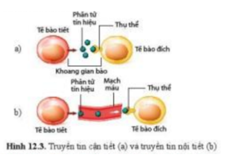 Lý thuyết Sinh học 10 Bài 12 (Cánh diều): Thông tin giữa các tế bào (ảnh 2)
