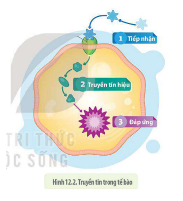 Lý thuyết Sinh học 10 Bài 12 (Cánh diều): Thông tin giữa các tế bào (ảnh 3)