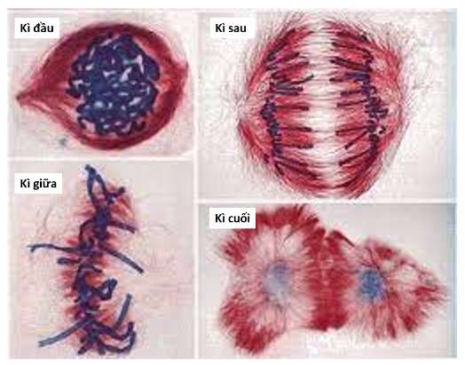 Lý thuyết Sinh học 10 Bài 13 (Cánh diều): Chu kì tế bào và nguyên phân (ảnh 8)
