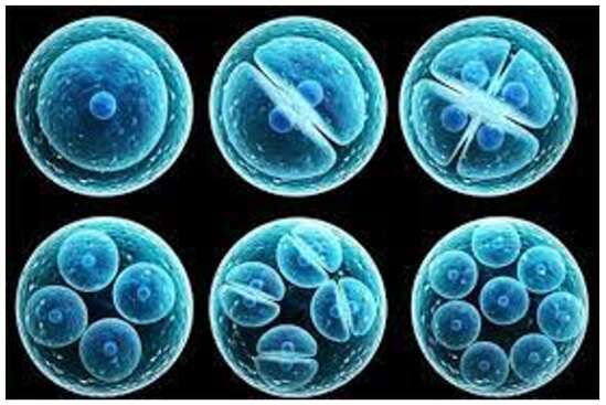 Lý thuyết Sinh học 10 Bài 16 (Cánh diều): Công nghệ tế bào (ảnh 2)