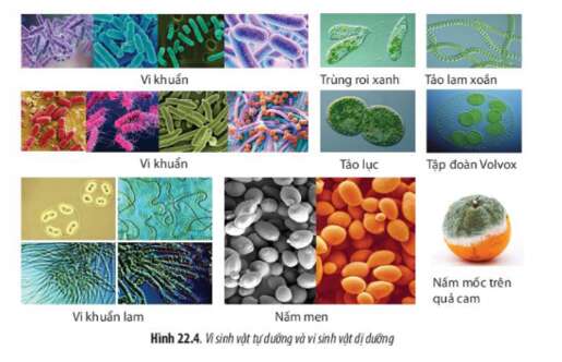 Lý thuyết Sinh học 10 Bài 17 (Cánh diều): Vi sinh vật và các phương pháp nghiên cứu vi sinh vật (ảnh 3)