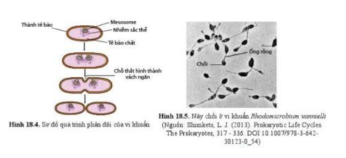 Lý thuyết Sinh học 10 Bài 18 (Cánh diều): Sinh trưởng và sinh sản ở vi sinh vật (ảnh 3)