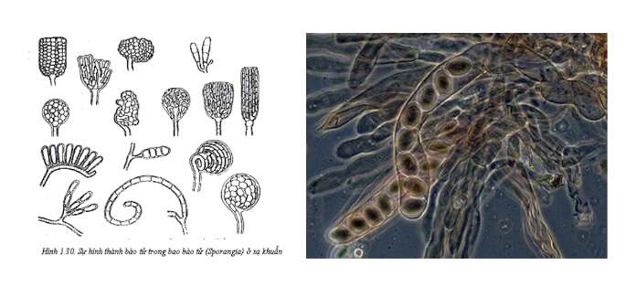 Lý thuyết Sinh học 10 Bài 18 (Cánh diều): Sinh trưởng và sinh sản ở vi sinh vật (ảnh 4)