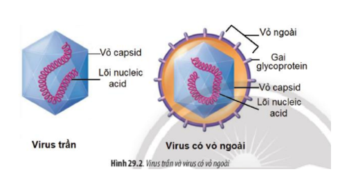 Lý thuyết Sinh học 10 Bài 21 (Cánh diều): Khái niệm, cấu tạo và chu trình nhân lên củ virus (ảnh 3)