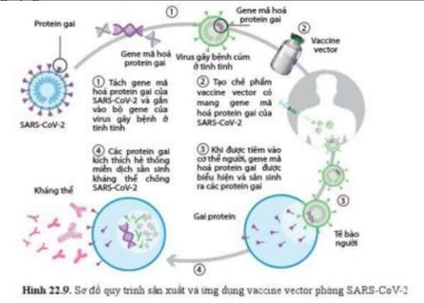 Lý thuyết Sinh học 10 Bài 22 (Cánh diều): Phương thức lây truyền, cách phòng chống và ứng dụng của virus (ảnh 7)