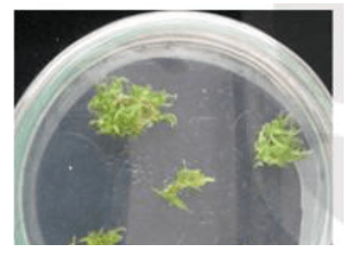 Chuyên đề Sinh học 10 Kết nối tri thức Bài 1: Công nghệ tế bào thực vật và thành tựu (ảnh 1)