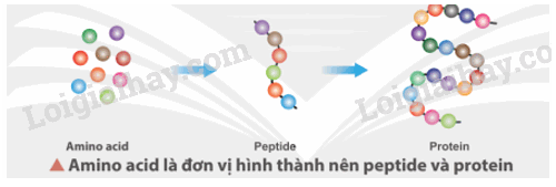 Giải SGK Hóa 12 Bài 7 (Chân trời sáng tạo): Amino acid và peptide (ảnh 1)