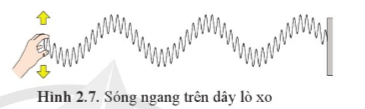 Lý thuyết Sóng dọc và sóng ngang (Cánh diều 2023) hay, chi tiết | Vật Lí 11 (ảnh 3)
