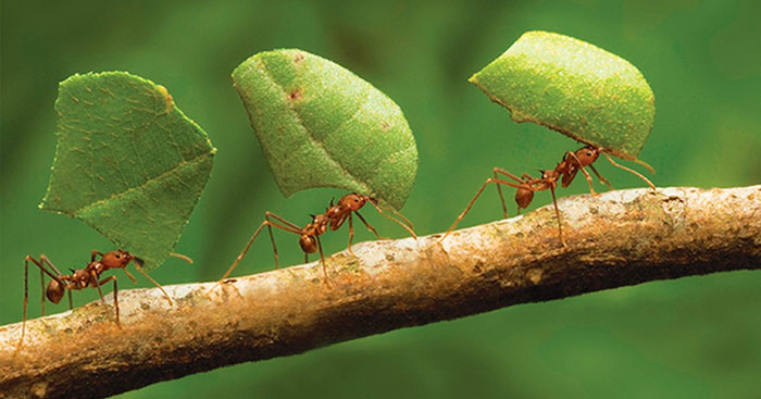 Top 6 bài Tả đàn kiến đang tha mồi về tổ hay nhất (ảnh 2)