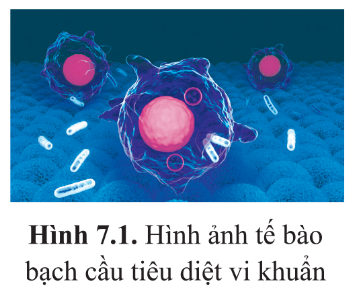 Giáo án Sinh học 10 Bài 7 (Cánh diều 2023): Tế bào nhân sơ và tế bào nhân thực (ảnh 2)
