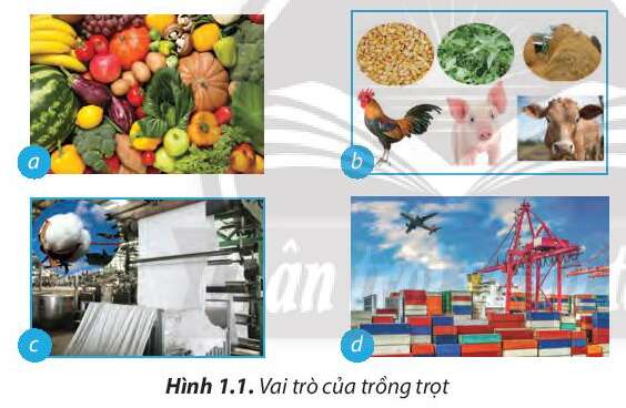 Công nghệ 7 Bài 1: Nghề trồng trọt ở Việt Nam | Chân trời sáng tạo (ảnh 1)