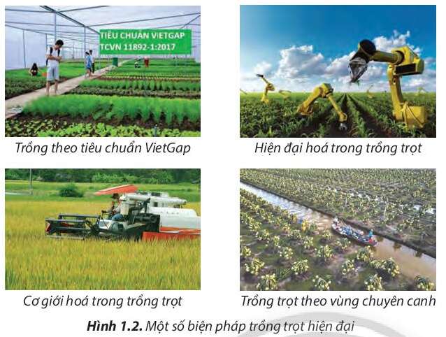 Công nghệ 7 Bài 1: Nghề trồng trọt ở Việt Nam | Chân trời sáng tạo (ảnh 5)