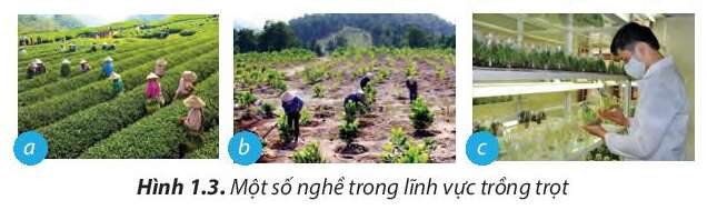 Công nghệ 7 Bài 1: Nghề trồng trọt ở Việt Nam | Chân trời sáng tạo (ảnh 4)