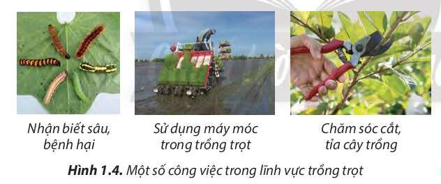 Công nghệ 7 Bài 1: Nghề trồng trọt ở Việt Nam | Chân trời sáng tạo (ảnh 3)