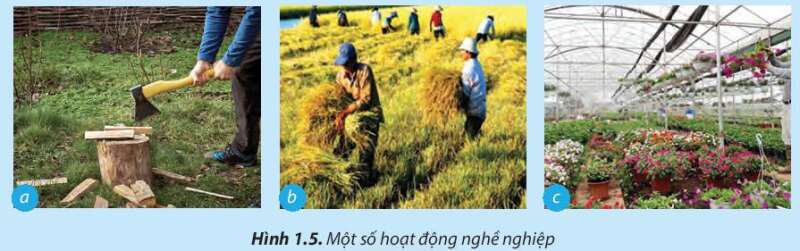 Công nghệ 7 Bài 1: Nghề trồng trọt ở Việt Nam | Chân trời sáng tạo (ảnh 2)