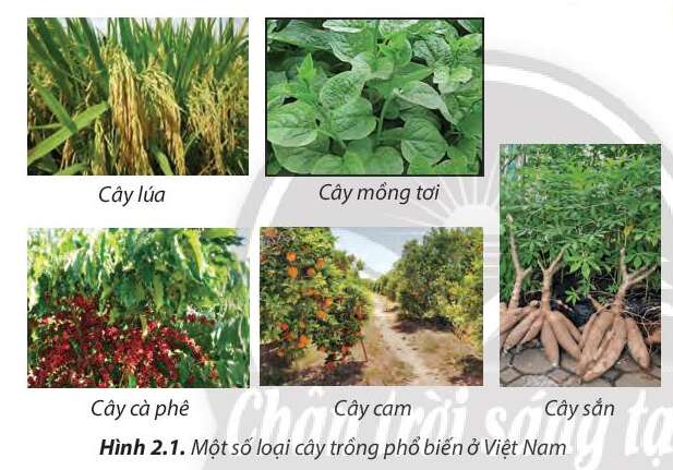 Công nghệ 7 Bài 2: Các phương thức trồng trọt ở Việt Nam | Chân trời sáng tạo (ảnh 1)