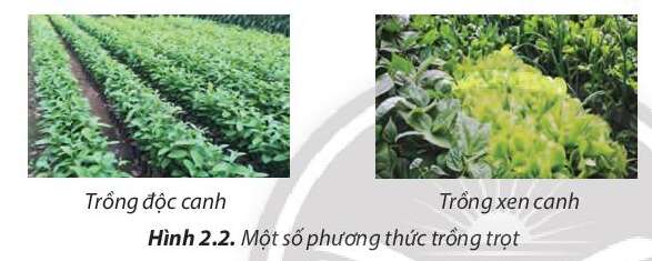 Công nghệ 7 Bài 2: Các phương thức trồng trọt ở Việt Nam | Chân trời sáng tạo (ảnh 2)
