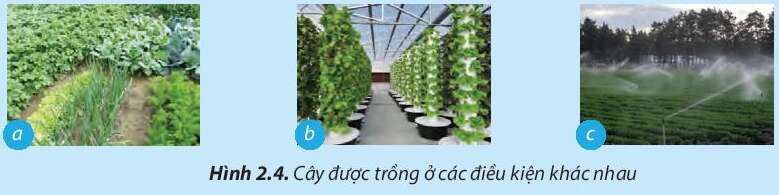 Công nghệ 7 Bài 2: Các phương thức trồng trọt ở Việt Nam | Chân trời sáng tạo (ảnh 3)