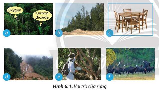 Công nghệ 7 Bài 6: Rừng ở Việt Nam | Chân trời sáng tạo (ảnh 1)