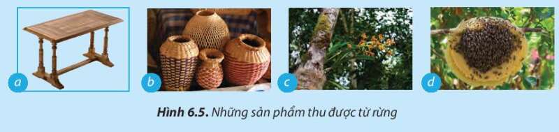 Công nghệ 7 Bài 6: Rừng ở Việt Nam | Chân trời sáng tạo (ảnh 5)
