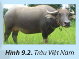 Công nghệ 7 Bài 9: Một số phương thức chăn nuôi ở Việt Nam | Chân trời sáng tạo (ảnh 2)