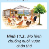 Công nghệ 7 Bài 11: Kĩ thuật chăn nuôi gà thịt thả vườn | Chân trời sáng tạo (ảnh 2)