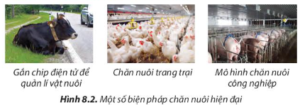 Công nghệ 7 Bài 8: Nghề chăn nuôi ở Việt Nam | Chân trời sáng tạo (ảnh 2)