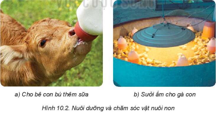 Công nghệ 7 Bài 10: Nuôi dưỡng và chăm sóc vật nuôi | Kết nối tri thức (ảnh 3)