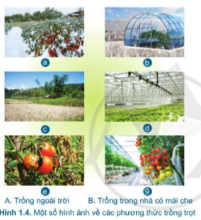 Công nghệ 7 Bài 1: Giới thiệu chung về trồng trọt | Cánh diều (ảnh 4)
