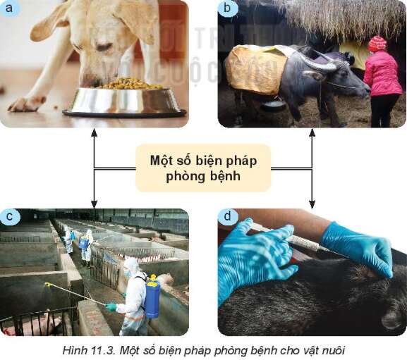 Công nghệ 7 Bài 11: Phòng và trị bệnh cho vật nuôi | Kết nối tri thức (ảnh 8)