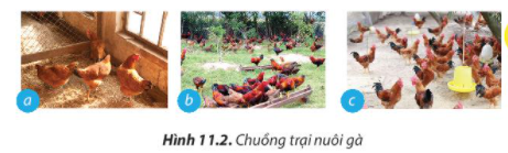 Công nghệ 7 Bài 11: Kĩ thuật chăn nuôi gà thịt thả vườn | Chân trời sáng tạo (ảnh 1)