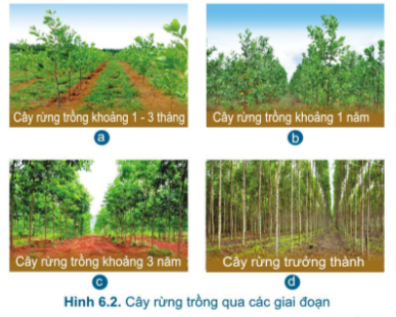 Công nghệ 7 Bài 6: Chăm sóc cây rừng sau khi trồng | Cánh diều (ảnh 2)