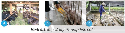Công nghệ 7 Bài 8: Nghề chăn nuôi ở Việt Nam | Chân trời sáng tạo (ảnh 3)