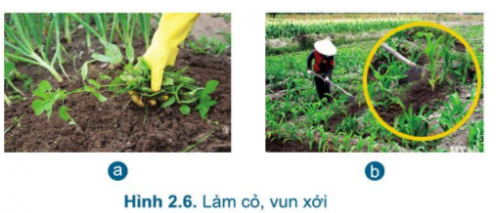 Công nghệ 7 Bài 2: Quy trình trồng trọt | Cánh diều (ảnh 11)