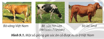 Công nghệ 7 Bài 9: Một số phương thức chăn nuôi ở Việt Nam | Chân trời sáng tạo (ảnh 1)