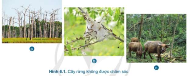 Công nghệ 7 Bài 6: Chăm sóc cây rừng sau khi trồng | Cánh diều (ảnh 1)