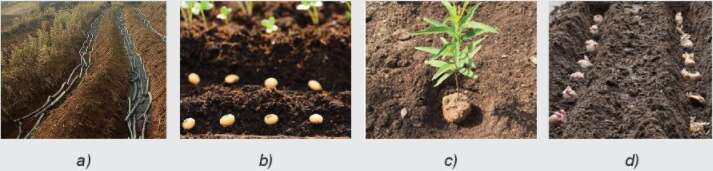 Công nghệ 7 Bài 3: Gieo trồng, chăm sóc và phòng trừ sâu, bệnh cho cây trồng | Kết nối tri thức (ảnh 1)