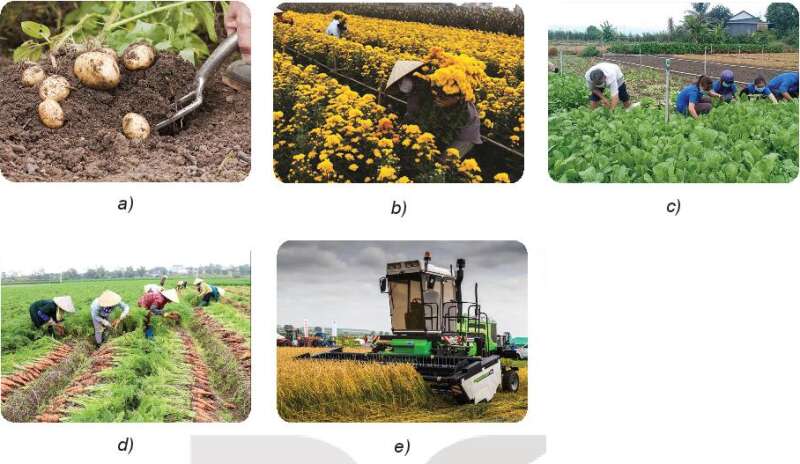 Công nghệ 7 Bài 4: Thu hoạch sản phẩm trồng trọt | Kết nối tri thức (ảnh 1)