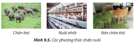 Công nghệ 7 Bài 9: Một số phương thức chăn nuôi ở Việt Nam | Chân trời sáng tạo (ảnh 4)