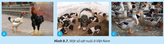 Công nghệ 7 Bài 9: Một số phương thức chăn nuôi ở Việt Nam | Chân trời sáng tạo (ảnh 6)