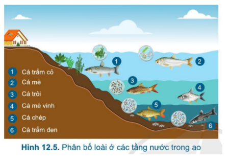 Thu lãi tiền từ mô hình nuôi cá chép tầng