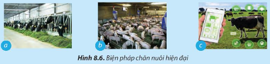 Công nghệ 7 Bài 8: Nghề chăn nuôi ở Việt Nam | Chân trời sáng tạo (ảnh 7)