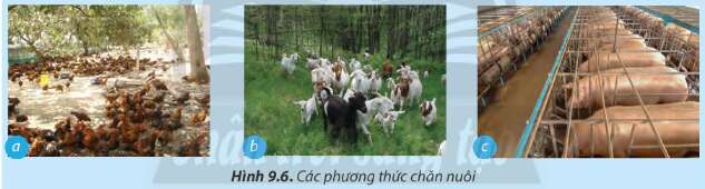 Công nghệ 7 Bài 9: Một số phương thức chăn nuôi ở Việt Nam | Chân trời sáng tạo (ảnh 5)