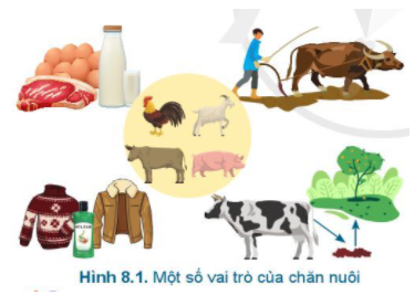 Công nghệ 7 Bài 8: Giới thiệu chung về chăn nuôi | Cánh diều (ảnh 3)