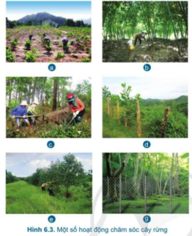 Công nghệ 7 Bài 6: Chăm sóc cây rừng sau khi trồng | Cánh diều (ảnh 6)