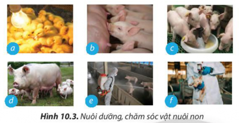 Công nghệ 7 Bài 10: Kĩ thuật nuôi dưỡng, chăm sóc vật nuôi | Chân trời sáng tạo (ảnh 3)