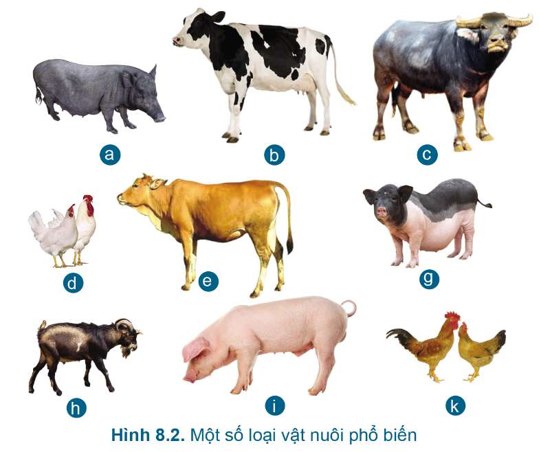 Công nghệ 7 Bài 8: Giới thiệu chung về chăn nuôi | Cánh diều (ảnh 8)